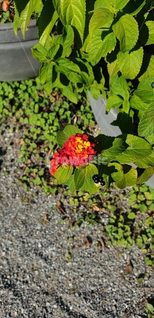 plant,식물,꽃,blossom,자연,잎,leaf,식물,자연,plants,nature,꽃,flower