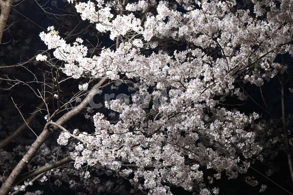 벚꽃,로하스공원,수목원,봄,벚꽃축제,봄,계절,spring,season,자연,풍경,nature,landscape,야경,밤,nightscape,night,plant,식물,flower,꽃,cherry blossom,blossom
