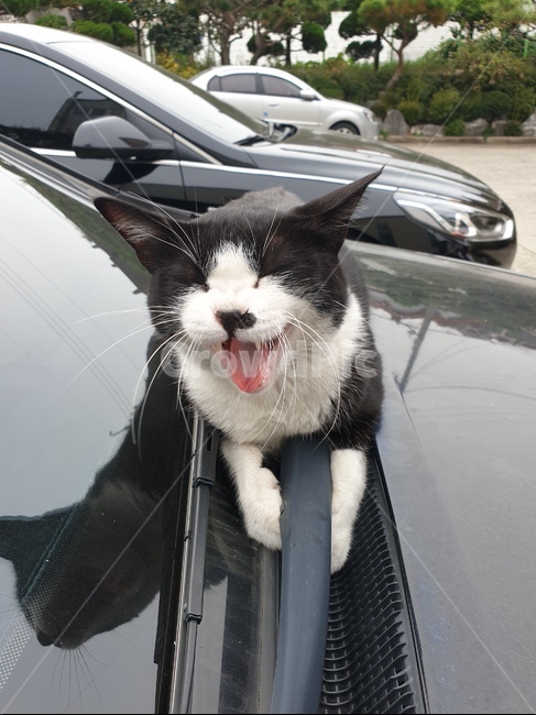 고양이,귀여운,하품,길냥이,야옹이