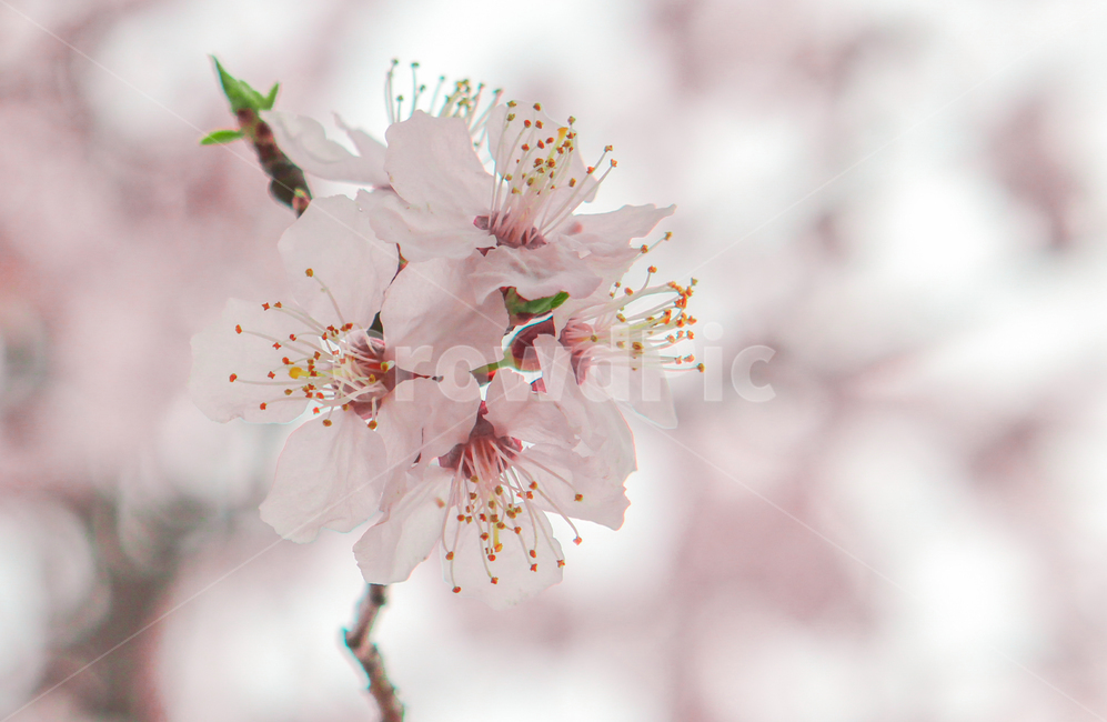 봄,벚꽃,매화,꽃,분홍,핑크,색깔,색감,색상,spring,cherryblossom,blossom,flower,pink,color,봄,계절,spring,season