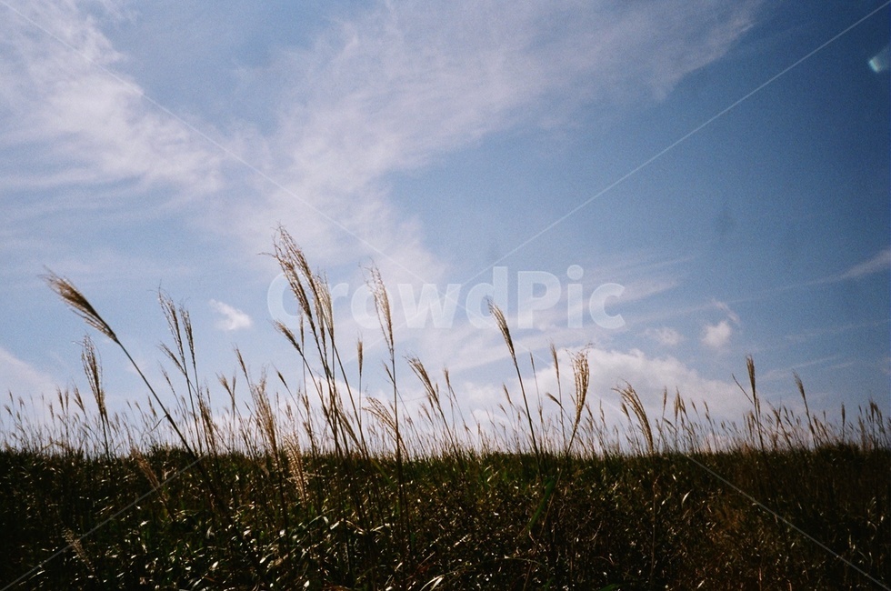 억새,가을,필름,하늘,갈대,갈대밭,산,grass,plant,식물,lawn,잔디,자연,nature,구름,노을,가을하늘,감성,색체,가을,계절,fall,autumn,season,자연,풍경,nature,landscape