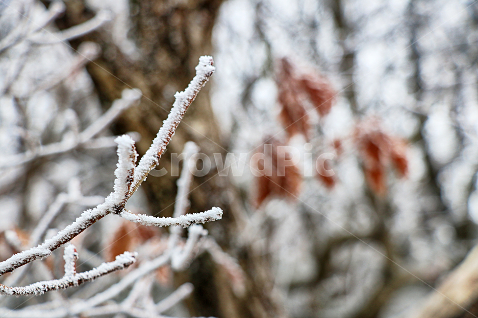 한라산,1100고지,눈꽃,설경,눈,snow,자연,옥외,outdoors,nature