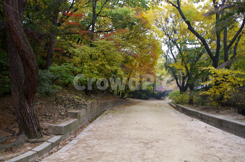 길,가을,fall,나무,식물,plant,단풍,잎,가을,계절,fall,autumn,season,자연,풍경,nature,landscape,road,도로,tree