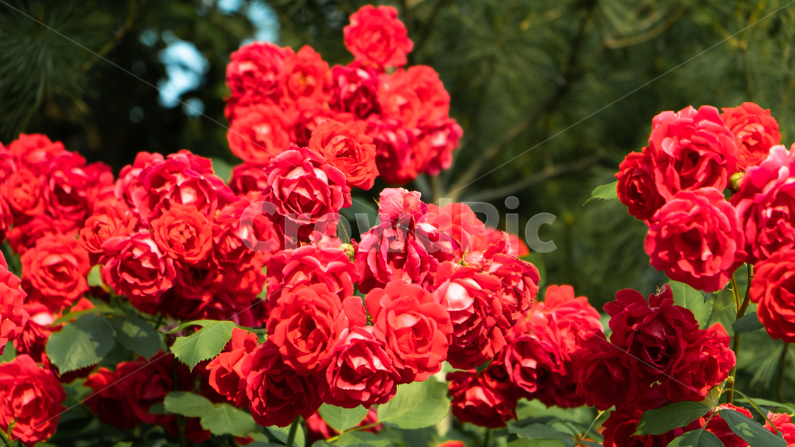 장미,장미꽃,rose,꽃,flower