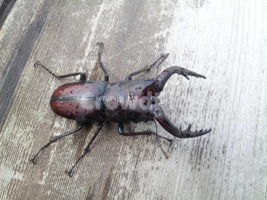 곤충,insect,animal,하늘소,풍뎅이,자연
