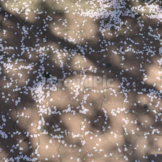 그림자,꽃,봄,이별,shadow,flower,spring,farewell