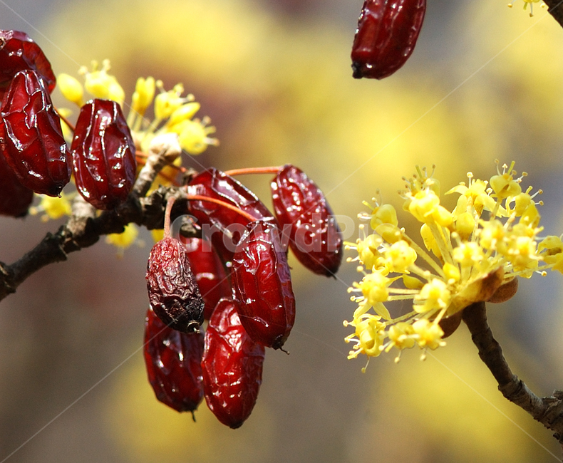 plant,식물,tree,나무,봄,산수유,꽃,열매,자연,nature,약초,식물,자연,plants,nature