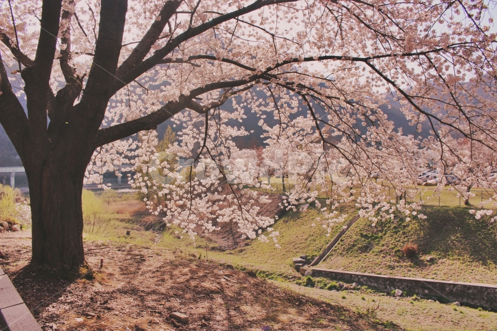 봄,벚꽃,벚꽃나무,벚꽃놀이,데이트,나들이,봄나들이,풍경,자연,나무,봄,계절,spring,season,식물,자연,plants,nature,나무,trees,wood,plant