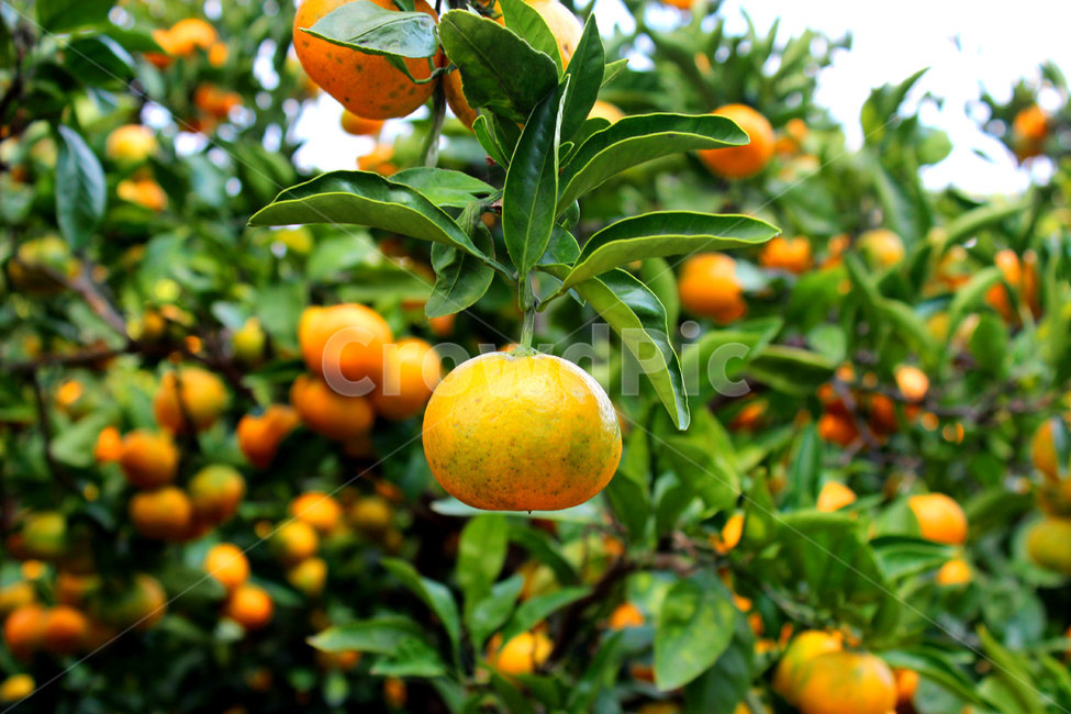 fruit,과일,food,음식,plant,식물,citrusfruit,감귤류과일,grapefruit,그레이프프루트,produce,생산액,과일,열매,fruit