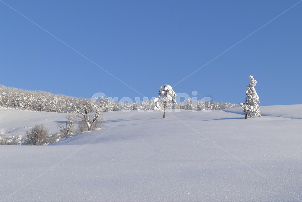 대관령,선자령,겨울,설경,햇빛,겨울,계절,winter,season,자연,풍경,nature,landscape,식물,plants,나무,trees,wood,outdoors,옥외,tree,plant