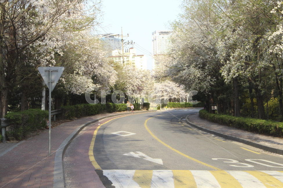 봄,벚꽃,꽃,길,도로,봄,계절,spring,season,도시,풍경,city,landscape,한국도시풍경,한국도시경관,korea cityscape,asphalt,아스팔트,road