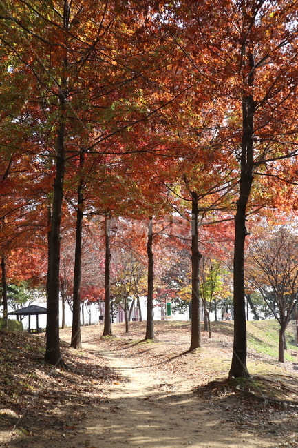 단풍,산책길,가을,treetrunk,mapletree,만추,road,나무,식물,나무줄기,길,산길,흙,흙길,산책