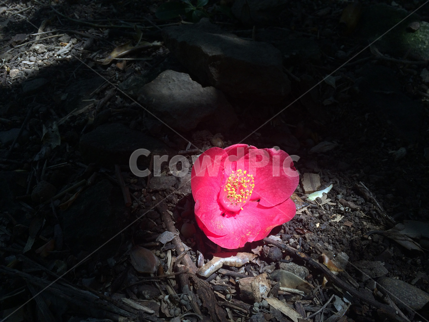 동백꽃,겨울꽃,꽃,flower,식물,plant