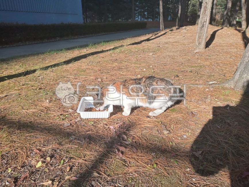 calico cat,alleycat,three colors,cute,stray cat,mammal,cat,animal,straycar