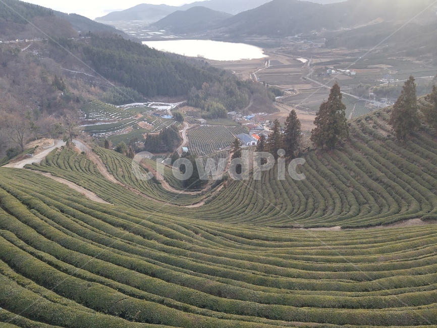 보성녹차밭,녹차,보성,전라도보성,녹차배경,자연,풍경,nature,landscape,한국자연풍경,한국자연경관,korea nature landscape,outdoors,옥외