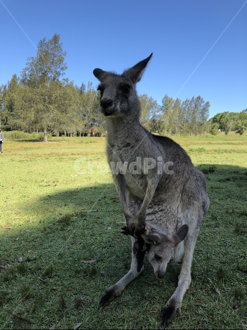 캥거루,동물,야생동물,kangaroo,animal,아기캥거루,공원,park,맑은,캥거루공원,animalphoto,joey,wildlife,귀여운,cute,cuteanimals,동물,animal,포유류,mammal