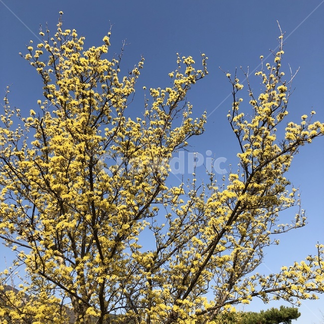 순천,순천낙안읍성,노란꽃,노란나무,낙안읍성,봄,계절,spring,season