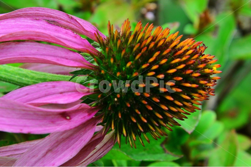 plant,식물,blossom,flower,꽃,야생화,자주루드베키아