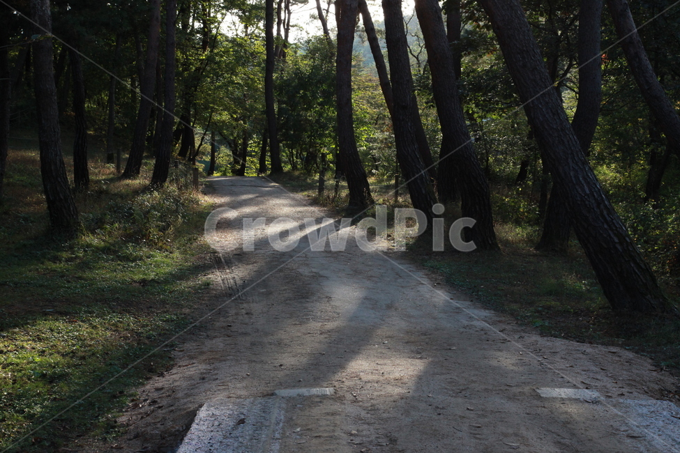 길,숲길,산길,나무,그늘,그림자,숲,힐링,자연,피톤치드,자연,풍경,nature,landscape,휴식,힐링,rest,relaxation,healing,tree,plant,식물,tree trunk,나무 줄기,ground,바닥