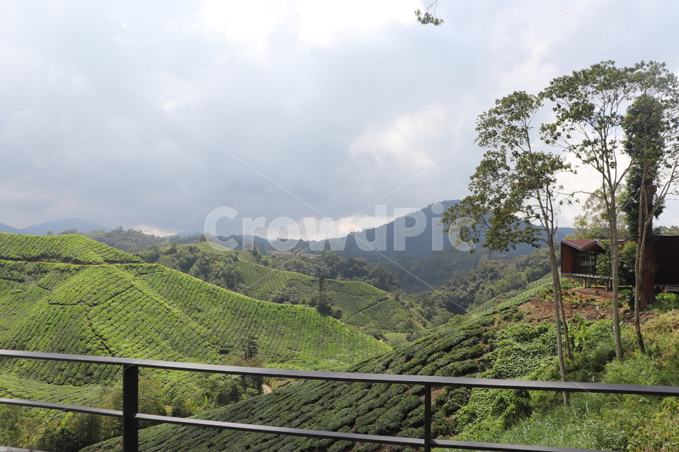 nature,자연,언덕,hill,차밭,차,자연,풍경,nature,landscape,outdoors,옥외