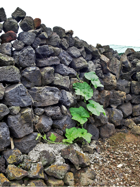 제주,올레19코스,올레길,돌담,현무암,잎,제주도,jeju,jeju island,rubble,파편,wall,벽,slate,슬레이트