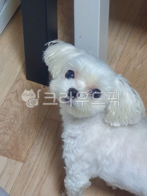 말티즈,강아지,애완동물,반려동물,pet,dog
