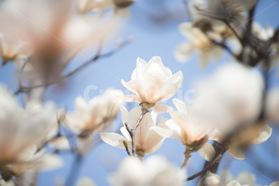 목련,식물,flower,tree,plant,봄,계절,spring,season,식물,자연,plants,nature,꽃,flower