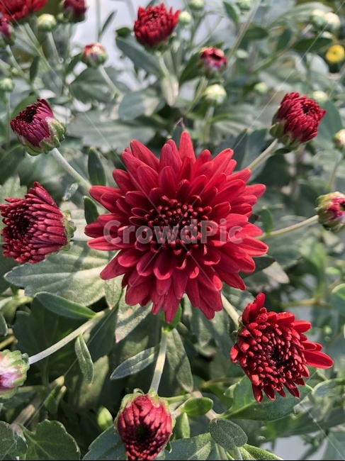 국화,꽃,flower,blossom,국화꽃,식물,plant,greenhouse,온실,분화,화분,식물,자연,plants,nature,꽃,flower
