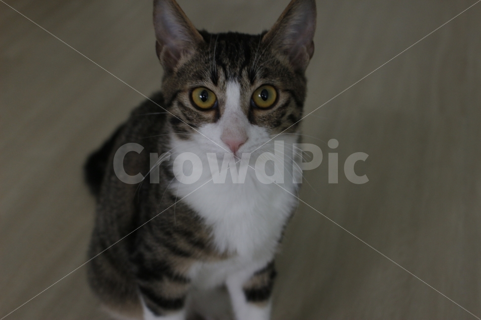 고양이,반려동물,유기묘,길냥이,애완동물,cat,pet,kitten,아기고양이,코숏,코리안숏헤어,동물,animal,동물,animal,고양이,cat,kitten,kitty,포유류,mammal