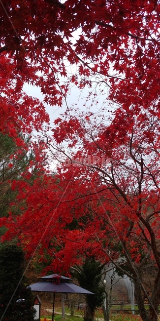 plant,식물,leaf,잎,tree,나무,maple,단풍,낙엽,가을,자연,풍경