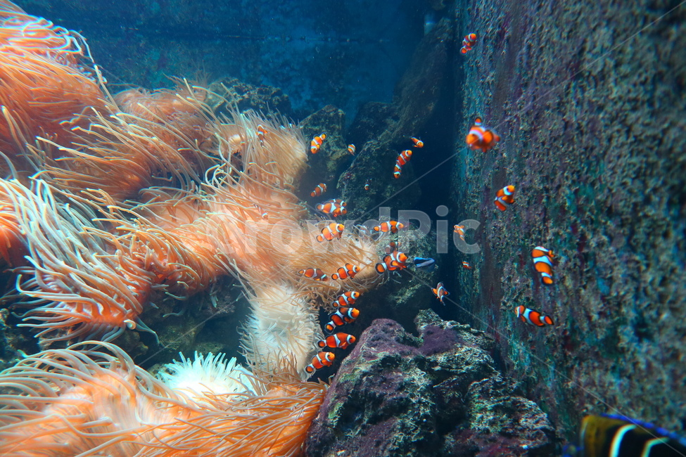 물고기,열대어,말미잘,흰동가리,수족관,아쿠아리움,fish,sea​​anemone,whiteclownfish,aquarium,동물,animal,어류,물고기,fish