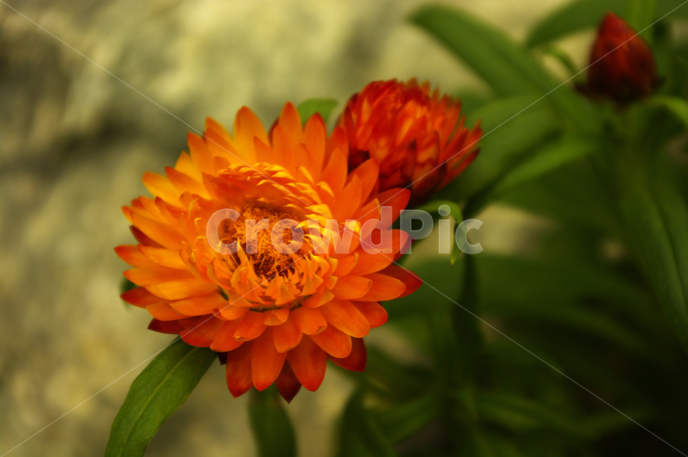 식물,꽃,색,color,종이꽃,식물,자연,plants,nature,꽃,flower