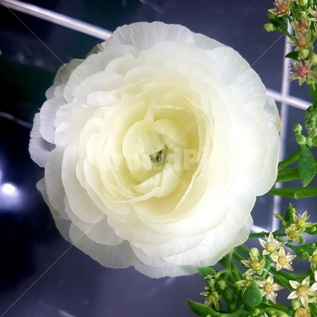 흰꽃,꽃,식물,plants,flower,white,라넌쿨러스,화모간,persianbuttercup,ranunculus