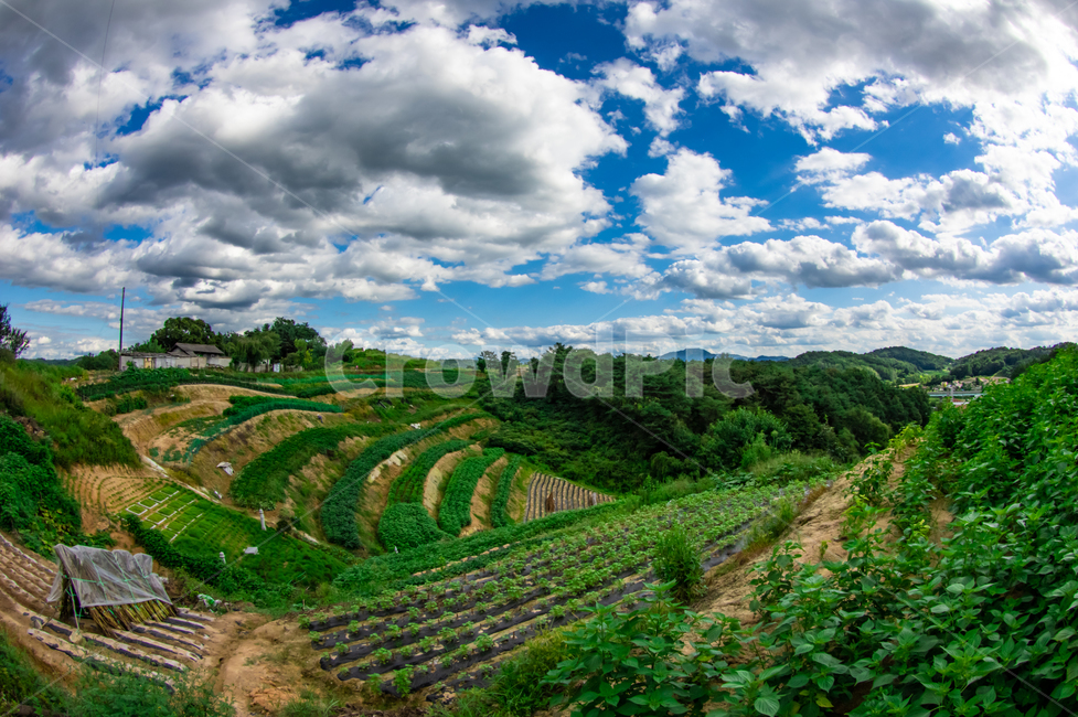 하늘,농촌,밭,경작지,구름,푸름,초록,농사,밭경작