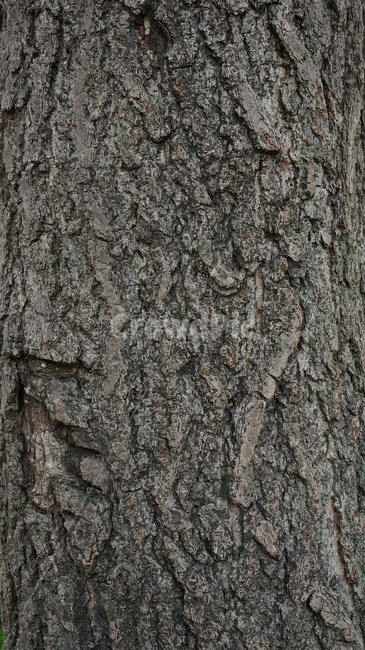 소나무,소나무껍질,나무,나무껍질,tree,나무무늬,plant,식물,나무기둥,거친,나무,trees,wood