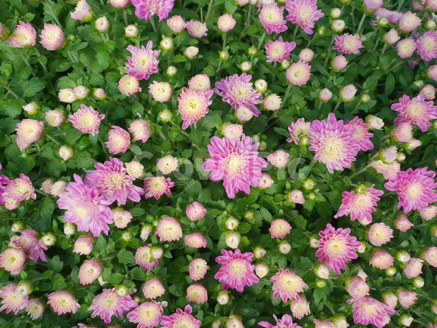 꽃,국화,분홍,봉우리,힐링,자연,노랑,초록,식물,자연,plants,nature,꽃,flower