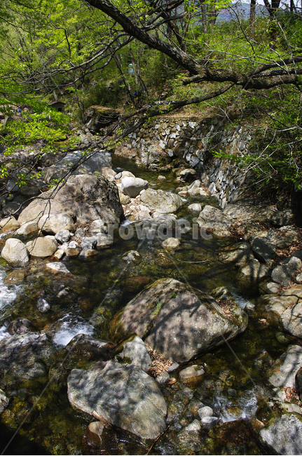 계곡,나무,식물,plant,봄,spring,초록,자연,풍경,nature,landscape,water,물,outdoors,옥외,stream,흐름,creek,작은 만