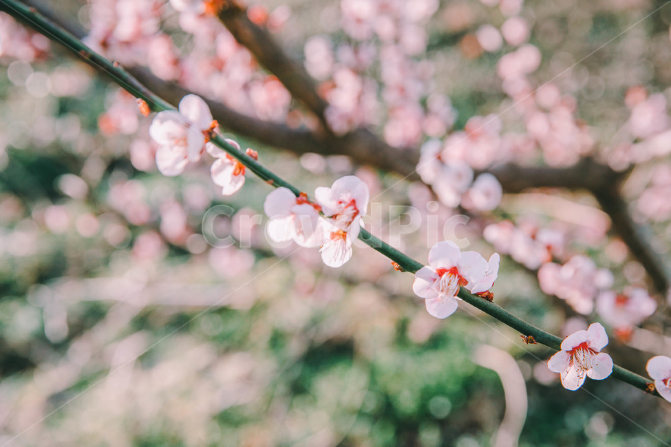 매화,나무,하늘,파란하늘,꽃봉오리,봄,봄날,봄풍경,봄꽃,감성,spring,flower,봄길,산책,봄나들이,식물,꽃,초록,언덕,매화마을,광양,계절,season,자연,풍경,nature,landscape,한국자연풍경,한국자연경관,koreanaturelandscape,시골,마을,country,ruraltown,한국전통,한국문화,koreantraditional,koreanculture,매화꽃,광양매화마을,봄,계절,spring,season,식물,자연,plants,nature,꽃,flower,plant,blossom