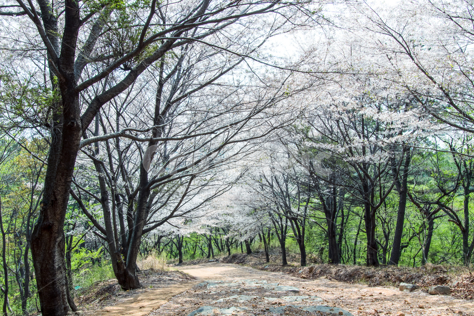 봄,spring,벚꽃,sakura,cherryblossom,산책,공원,봄,계절,spring,season,자연,풍경,nature,landscape,ground,바닥,plant,식물,tree,나무,tree trunk,나무 줄기