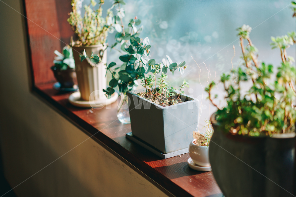 pottedplant,화분,jar,항아리,pottery,도기류,병장식,plant,식물,실내용화초,화분,화초,house plant