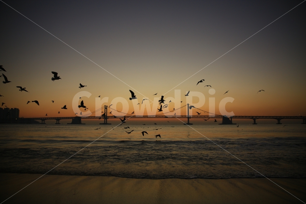 일출,바다,새,갈매기,풍경,일상,사진,자연,풍경,nature,landscape,해변,바다,beach,sea,animal,동물,flock,대군,bird