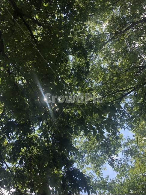 햇살,나뭇잎,나무,여름,자연,자연,풍경,nature,landscape,light,빛,flare,플레어,tree,plant,식물,vegetation,초목