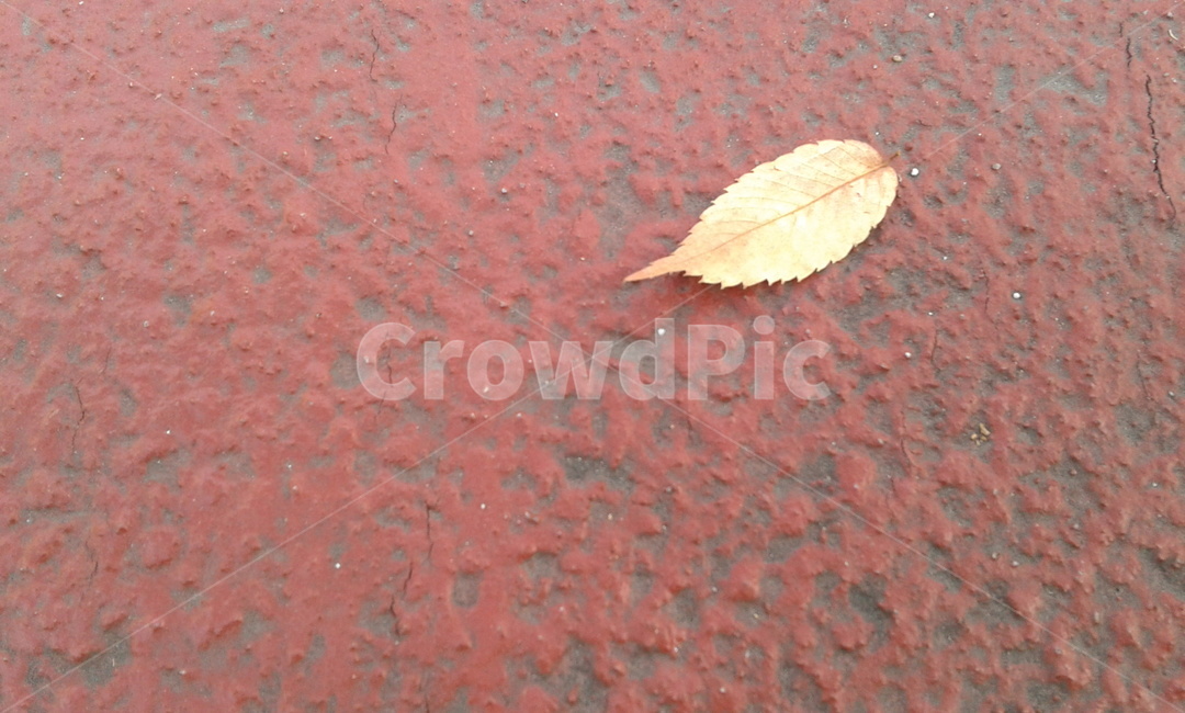 leaf,잎,plant,식물,아스팔트,가을,계절,fall,autumn,season,insect,곤충,animal,동물,invertebrate,무척추 동물