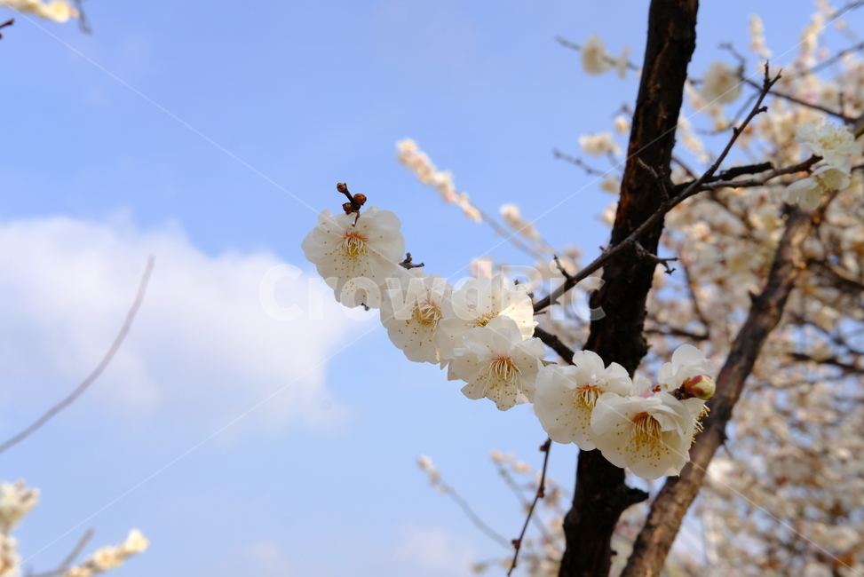 봄,봄꽃,꽃,매화,나들이,배경,배경화면,flower,flowers,spring,봄,계절,spring,season,plant,식물