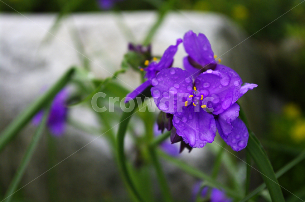 꽃,식물,flower,color,보라색,식물,자연,plants,nature,꽃,flower