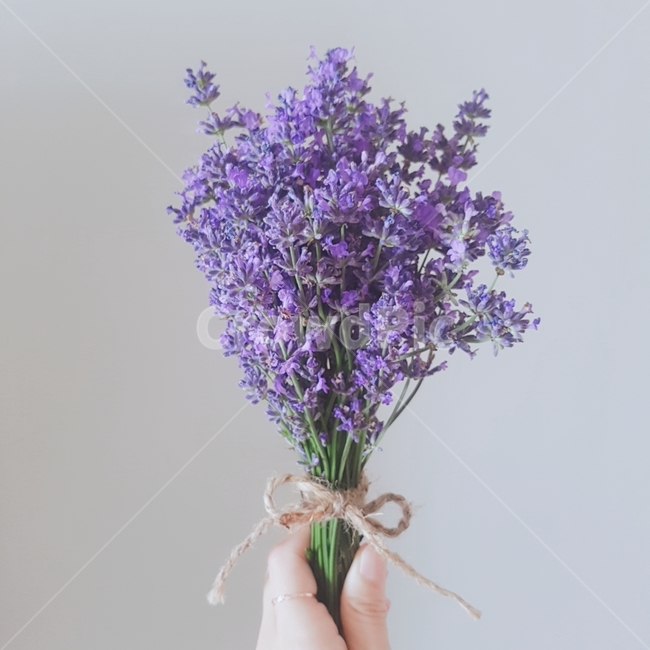 라벤더,꽃,퍼플,flower,식물,plant,꽃,flower
