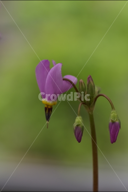 꽃,야생화,자연,식물,풍경,식물,자연,plants,nature,꽃,flower