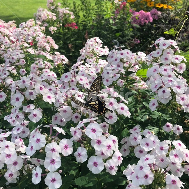 꽃,나비,식물,flower,butterfly