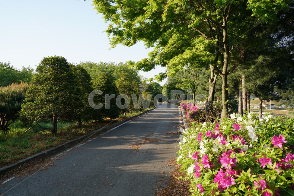 흰철쭉,자산홍,영산홍,철쭉,하얀철쭉,가로수,단풍,산책로