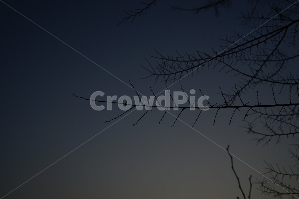 나뭇가지,나무,하늘,역광,저녁,실루엣,생명,자연,식물,감성,자연,풍경,nature,landscape,야경,밤,nightscape,night,outdoors,옥외